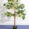 Homeware | Carraig Donn HOME Lemon Tree