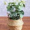 Homeware | Carraig Donn HOME Eucalyptus In Basket